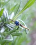 pierścionek zaręczynowy na serdecznym palcu złoty z niebieskim szafirem na gałązce lawendy